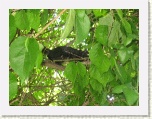 Black Squirrel Botanical Gardens - Niagara * 2592 x 1944 * (2.02MB)